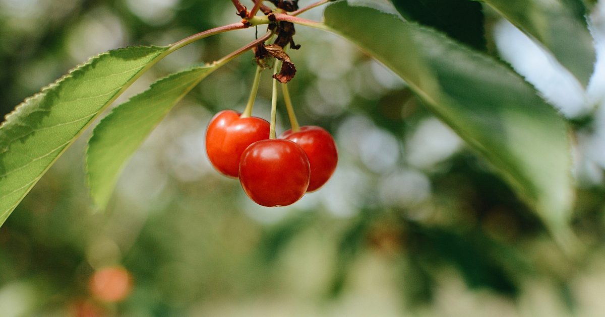 Using gitcherrypick CraftQuest